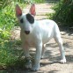 bull terrier 